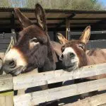 Happy Days: 5 Great animal attractions to visit in Southern England. Images of various farm animals, donkeys, ponies and a cow