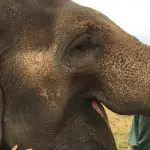Happy Days: 5 Great animal attractions to visit in Southern England. Image of a hand patting an elephant at Woburn Safari Park