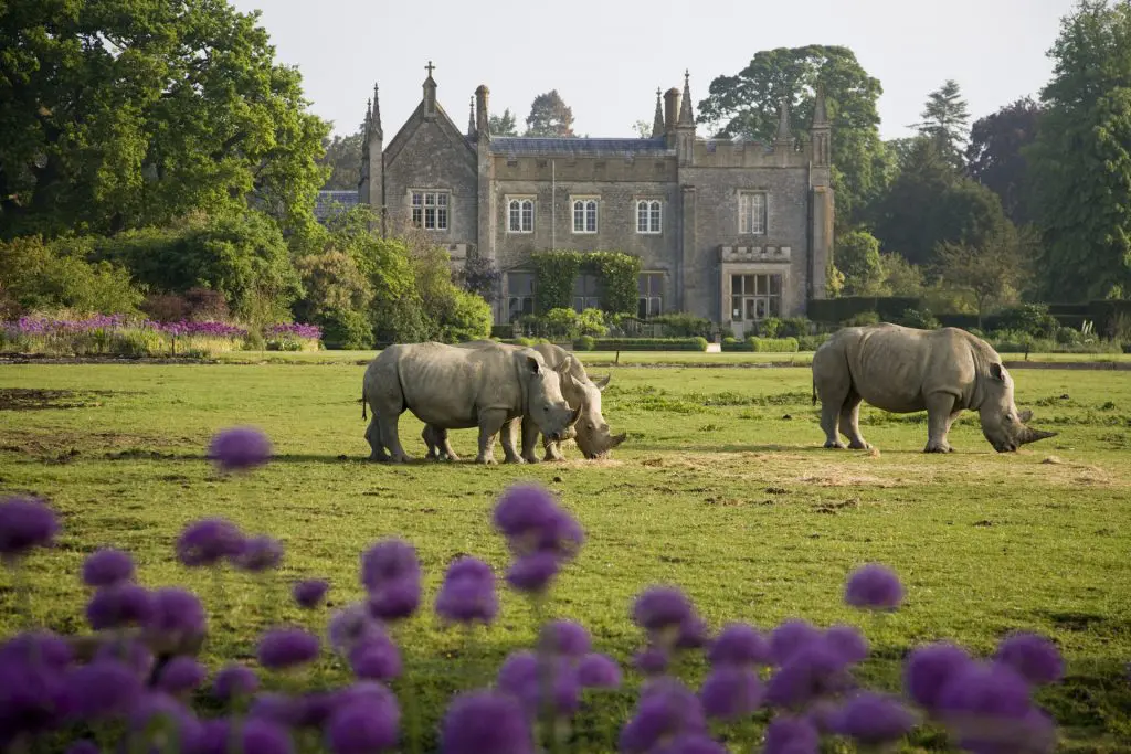 Happy Days: 5 Great animal attractions to visit in Southern England. Image of 3 rhinos walking on grass in front of stately home. Cotswold Wildlife Park
