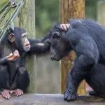Happy Days: 5 Great animal attractions to visit in Southern England