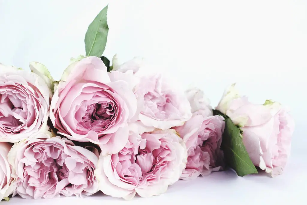 Blooming lovely: the positive power of flowers. Image of a bloom blossom bouquet