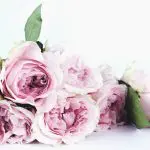Blooming lovely: the positive power of flowers. Image of a bloom blossom bouquet