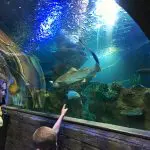 5 Fun kid-friendly things to do in Malta. Image of walk-through tunnel at Malta Aquarium