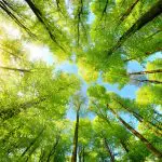 high trees & sunshine