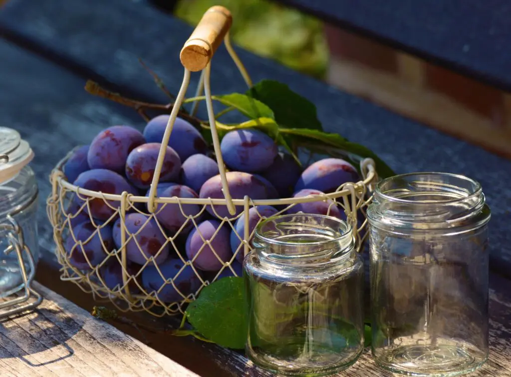 Seasonal Plums taste delicious