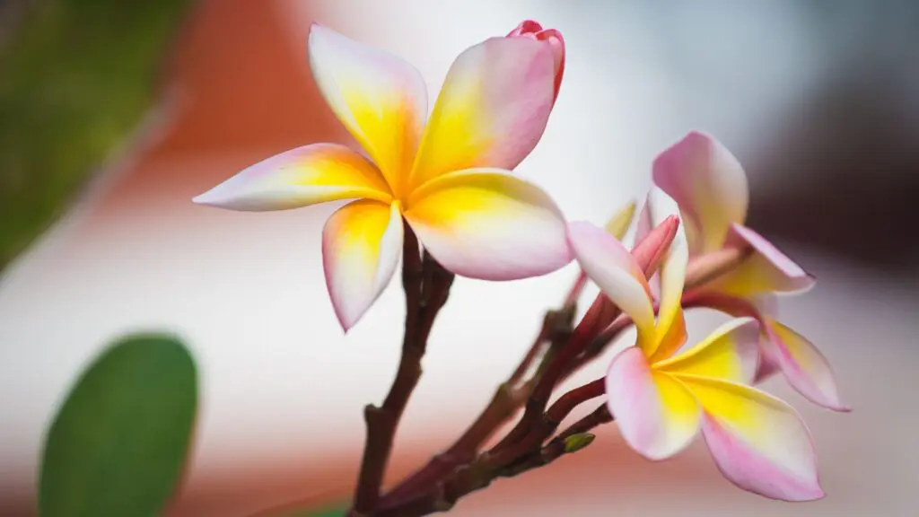 Thai Flower Luxuriant Feature