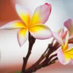 Thai Flower Luxuriant Feature