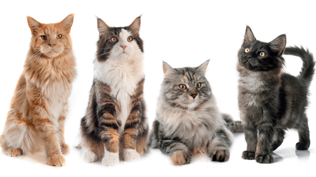 4 Cats on white background