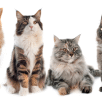 4 Cats on white background