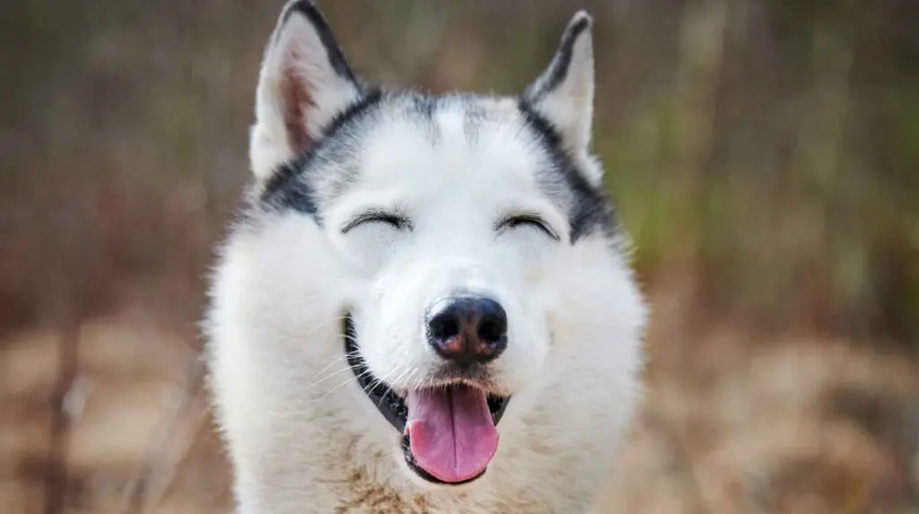 Happy dog