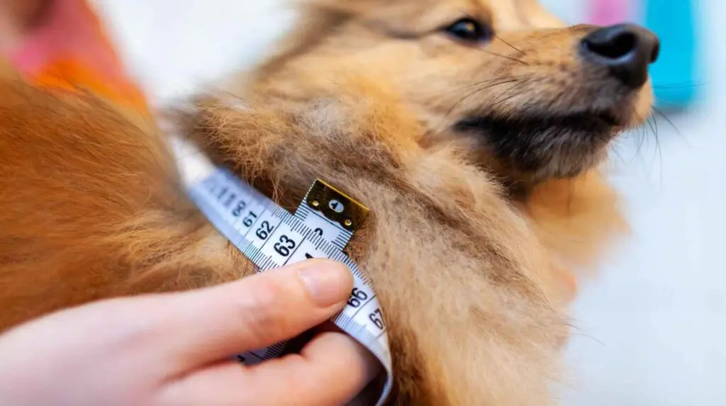 Measure Before Buying a winter dog jacket